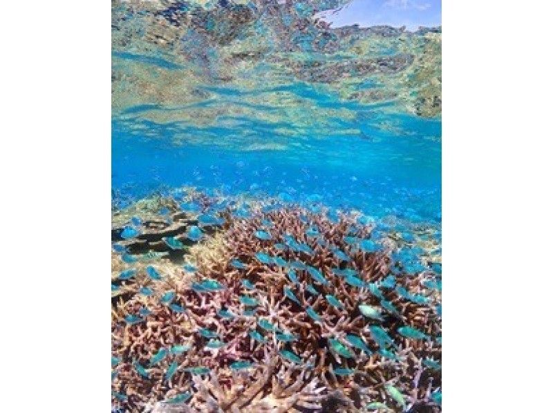 【宮古島】八重干瀬まで最短の池間島出発！少人数制の1日のんびり八重干瀬シュノーケルツアー！船長の手作りランチ付き★水中写真データプレゼント♪の紹介画像
