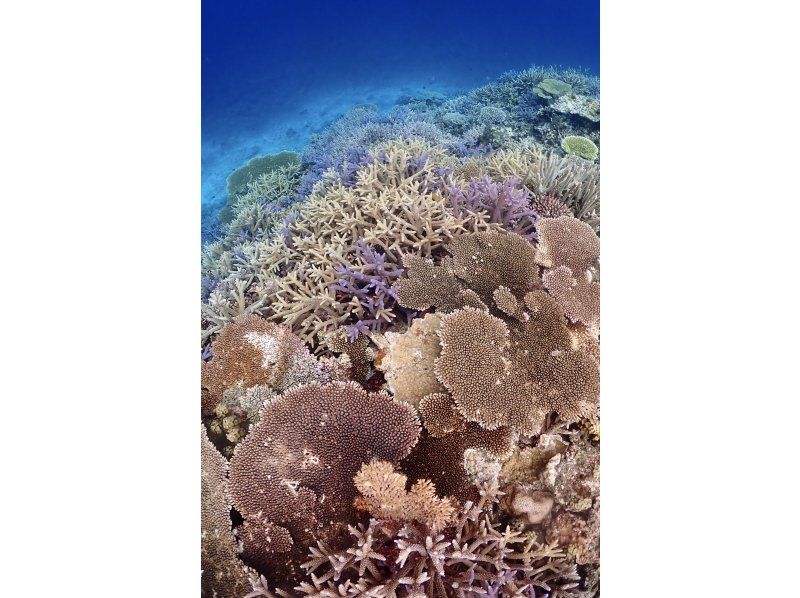 【宮古島】少人数制の八重干瀬シュノーケルツアー！手作りランチ付き！ドローン・水中写真データプレゼント＆djiカメラ無料貸出中！の紹介画像