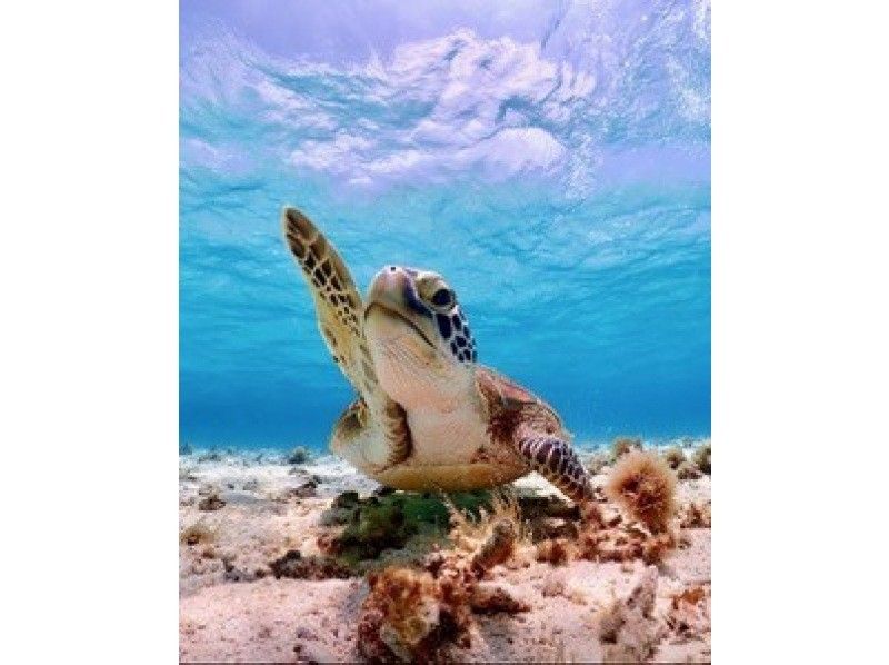 【宮古島】少人数制の八重干瀬シュノーケルツアー!手作りランチ付き!ドローン・水中写真データプレゼント&djiカメラ無料貸出中!の紹介画像