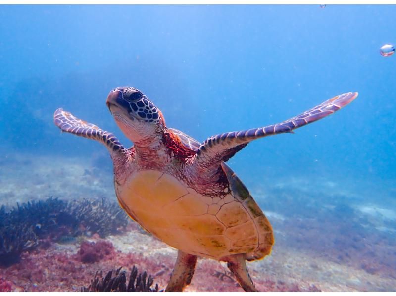 ☆スプリングセール実施中！満足度NO.1☆超欲張りセットプラン！ ウミガメシュノーケル✖クリアサップ体験【沖縄・宮古島】の紹介画像