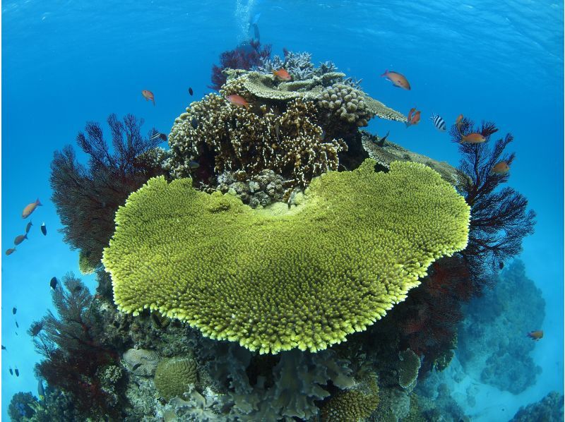 Summer vacation special discount plan! [Okinawa, Ishigaki Island] ★Free equipment rental★ Fun diving (boat) [Let's go meet the popular people in the beautiful sea♪] Copyの紹介画像