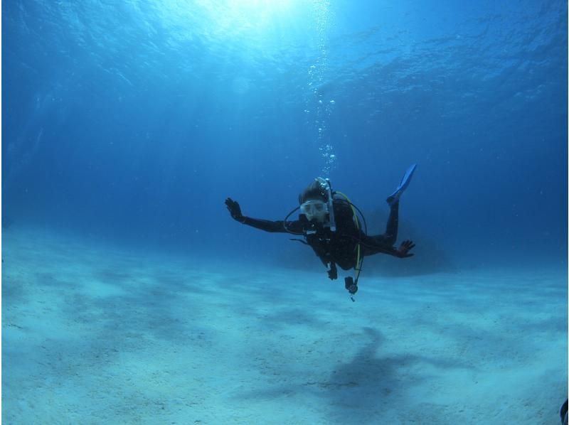 Summer vacation special discount plan! [Okinawa, Ishigaki Island] ★Free equipment rental★ Fun diving (boat) [Let's go meet the popular people in the beautiful sea♪] Copyの紹介画像