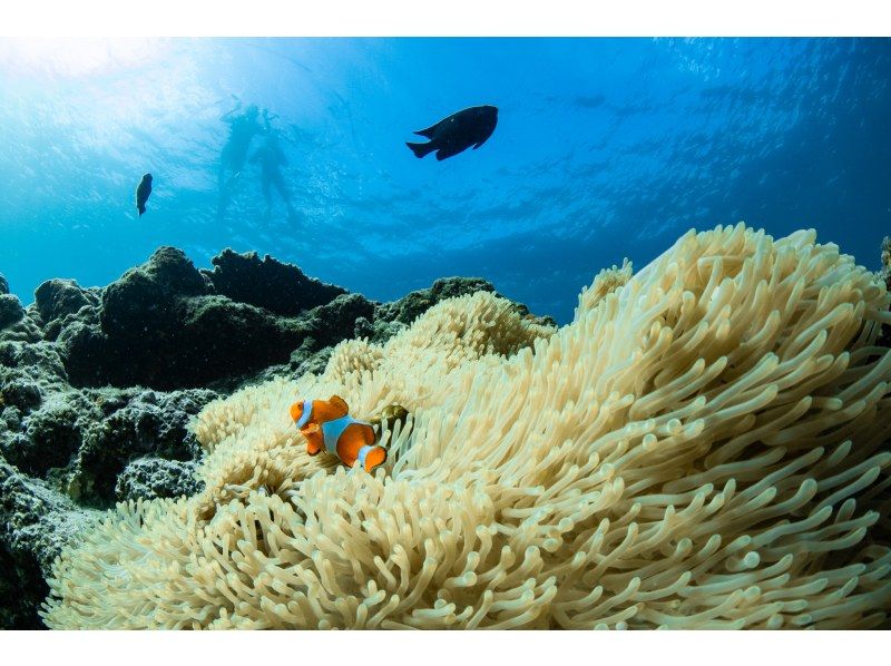 [Okinawa Main Island / Chatan / American Village] Beautiful photos! 4 meeting times! Easy boat snorkeling! Enjoy the coral sea! Video and photo giftsの紹介画像