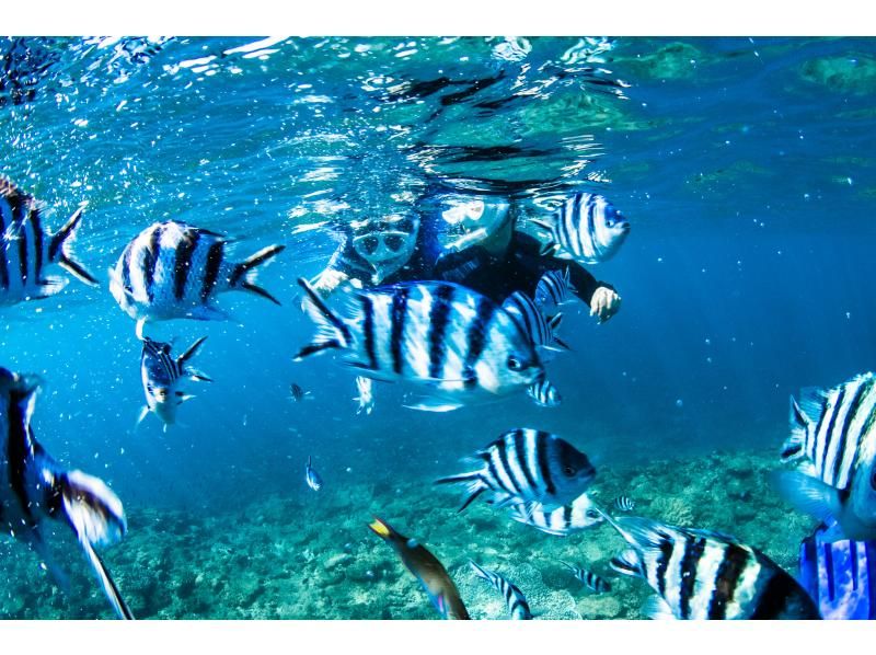 [Okinawa Main Island / Chatan / American Village] Beautiful photos! 4 meeting times! Easy boat snorkeling! Enjoy the coral sea! Video and photo giftsの紹介画像