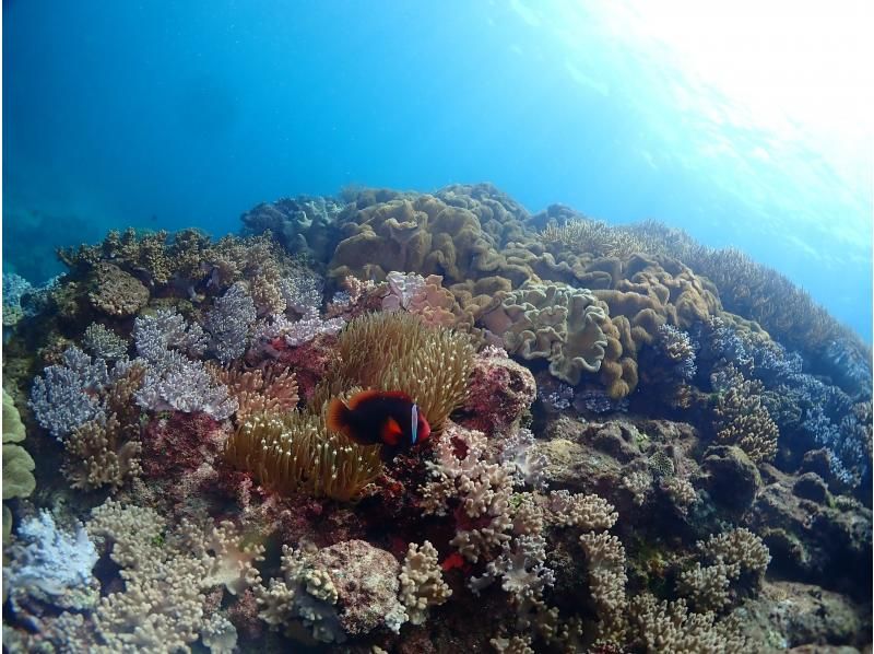 【沖縄中部・北谷町】ビーチシュノーケリング！珊瑚に魚・動画写真プレゼント！カップル・女性グループ・家族の紹介画像