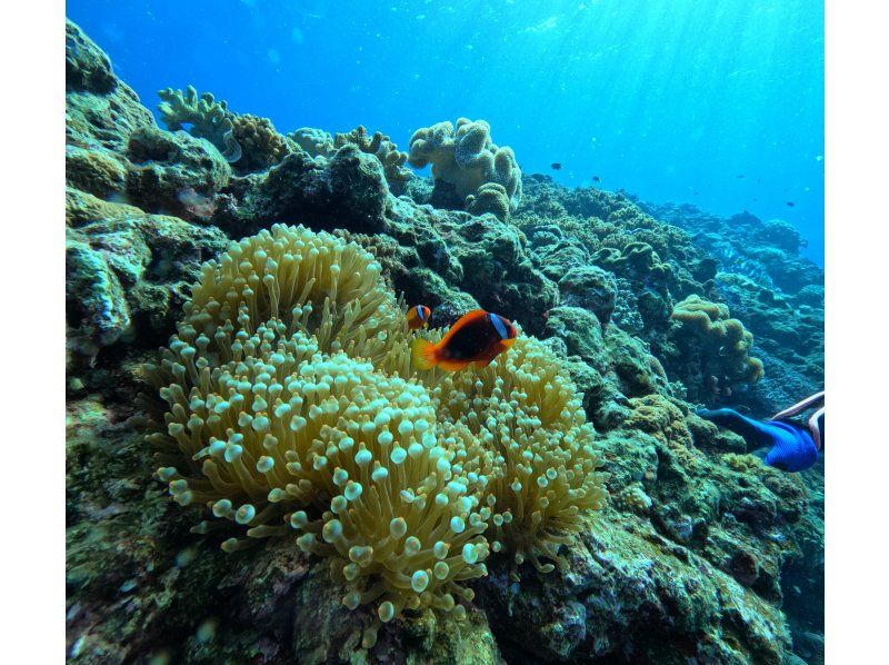 【沖縄中部・北谷町】ビーチシュノーケリング！珊瑚に魚・動画写真プレゼント！カップル・女性グループ・家族の紹介画像