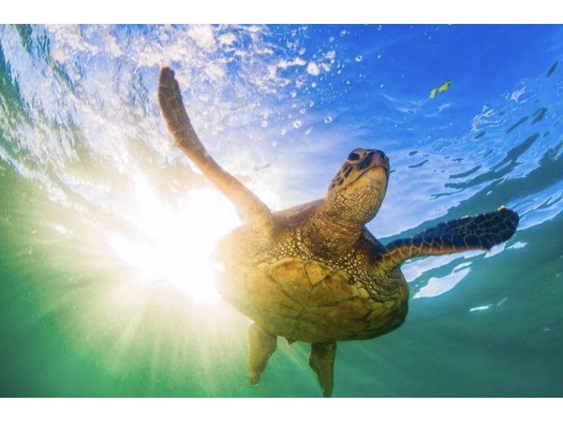 【石垣島・シュノーケル】ウミガメ&ニモにも！当日受付OK！ガイドなしの手ぶらで！青の洞窟まで歩いてすぐ！更衣室シャワー・トイレ・駐車場完備！の紹介画像