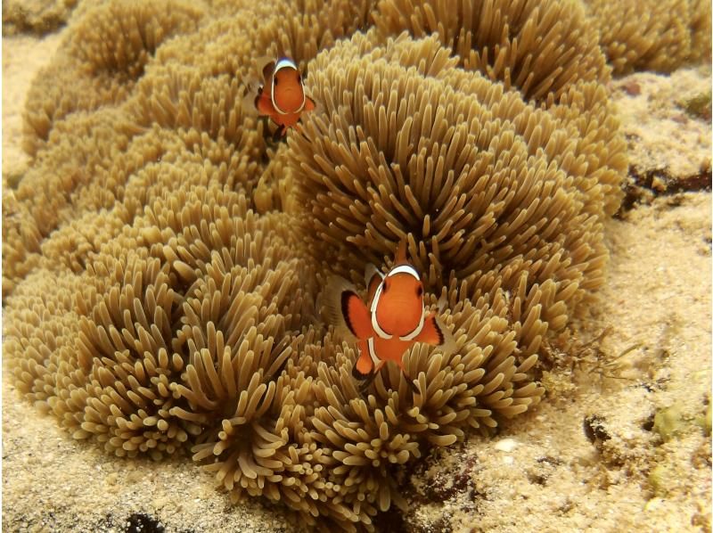 【石垣島・シュノーケル】ウミガメ&ニモにも！当日受付OK！ガイドなしの手ぶらで！青の洞窟まで歩いてすぐ！更衣室シャワー・トイレ・駐車場完備！の紹介画像