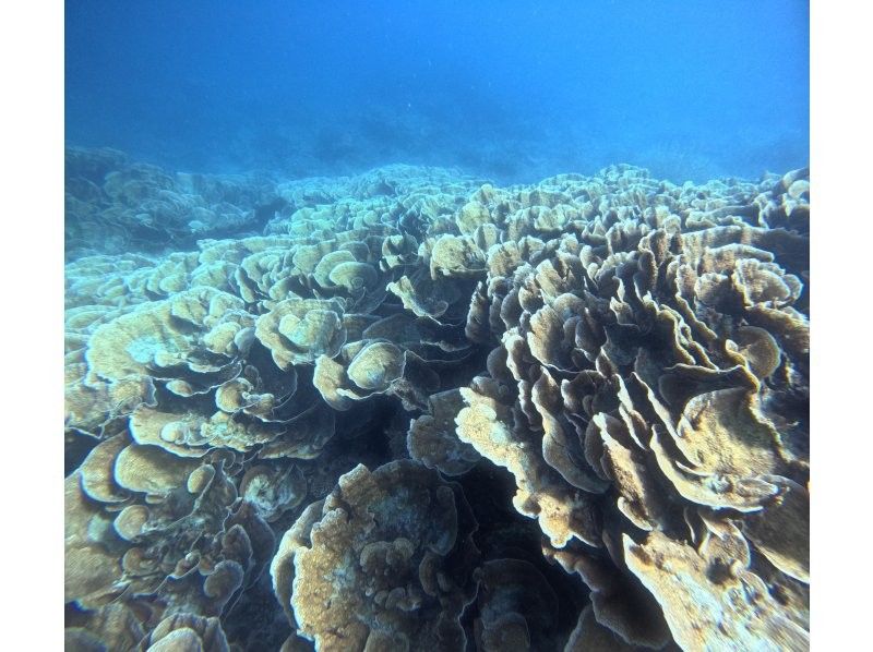 Recommended by ANA [Miraculous Barasu Island & Hatoma Blue Snorkeling] Amazing Hatoma Blue Snorkeling Tour with outstanding transparency [Equipment, transportation, and photos are free]の紹介画像