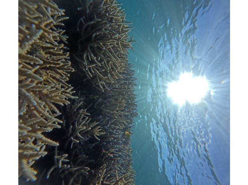 Recommended by ANA [Miraculous Barasu Island & Hatoma Blue Snorkeling] Amazing Hatoma Blue Snorkeling Tour with outstanding transparency [Equipment, transportation, and photos are free]の紹介画像