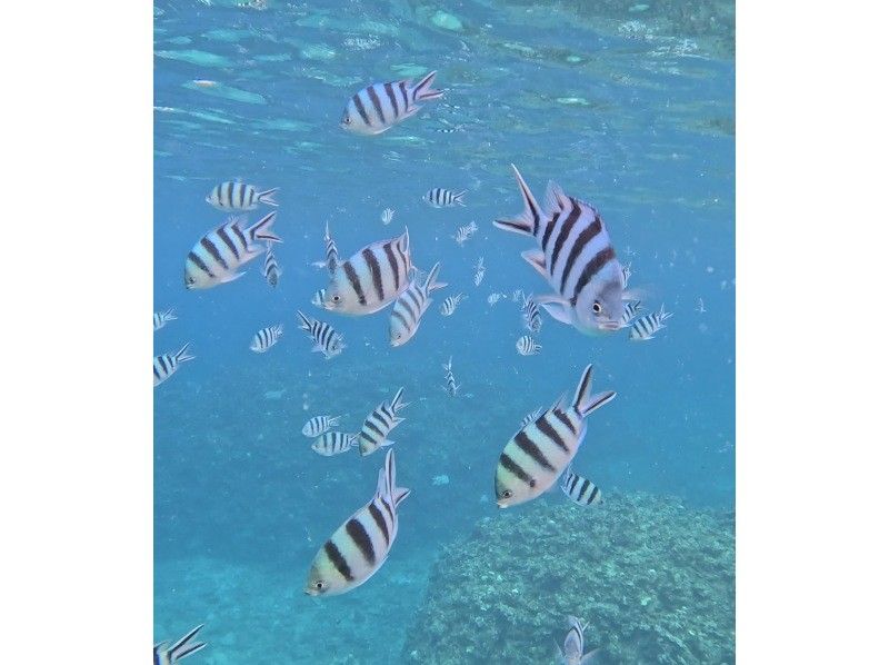 ANA誌掲載【奇跡のバラス島&鳩間ブルーシュノーケル】抜群の透明度鳩間ブルー感動シュノーケルツアー【機材・送迎・写真無料】の紹介画像