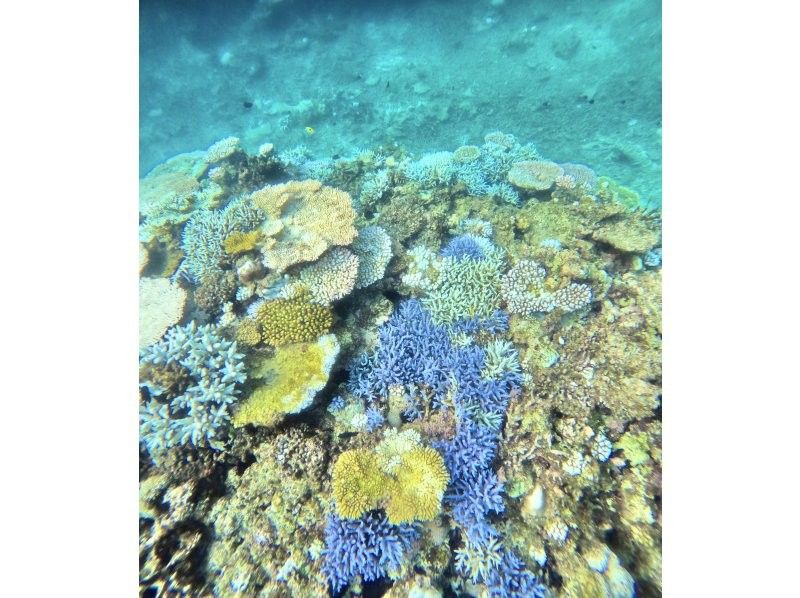 Recommended by ANA [Miraculous Barasu Island & Hatoma Blue Snorkeling] Amazing Hatoma Blue Snorkeling Tour with outstanding transparency [Equipment, transportation, and photos are free]の紹介画像