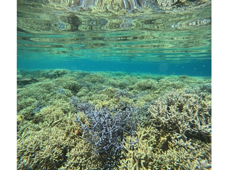 Recommended by ANA [Miraculous Barasu Island & Hatoma Blue Snorkeling] Amazing Hatoma Blue Snorkeling Tour with outstanding transparency [Equipment, transportation, and photos are free]の紹介画像