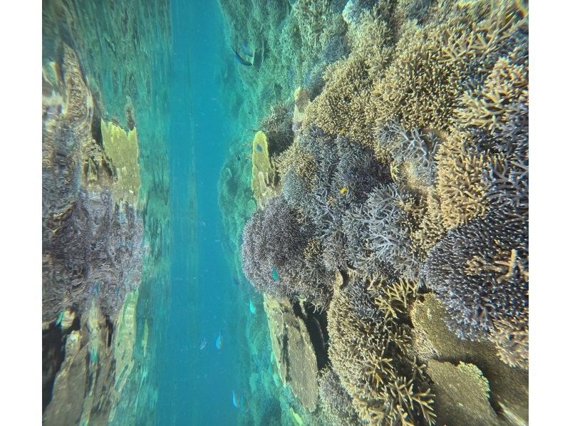 Recommended by ANA [Miraculous Barasu Island & Hatoma Blue Snorkeling] Amazing Hatoma Blue Snorkeling Tour with outstanding transparency [Equipment, transportation, and photos are free]の紹介画像