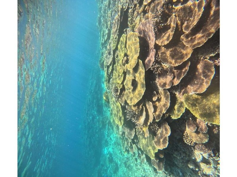 Recommended by ANA [Miraculous Barasu Island & Hatoma Blue Snorkeling] Amazing Hatoma Blue Snorkeling Tour with outstanding transparency [Equipment, transportation, and photos are free]の紹介画像