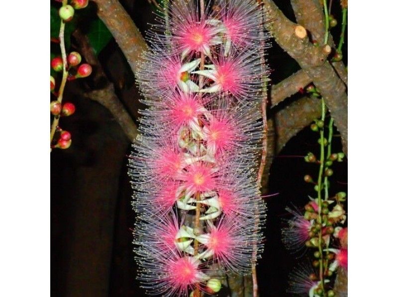 E [Okinawa, Ishigaki Island] April-July only ★ [Sunset, Fireflies, Hanging Flowers] Rare! Night tour Free photography and free pick-up!<SUN/NT>の紹介画像