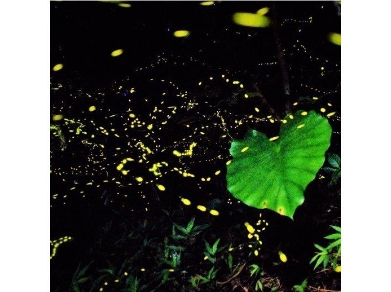 E [Okinawa, Ishigaki Island] April-July only ★ [Sunset, Fireflies, Hanging Flowers] Rare! Night tour Free photography and free pick-up!<SUN/NT>の紹介画像