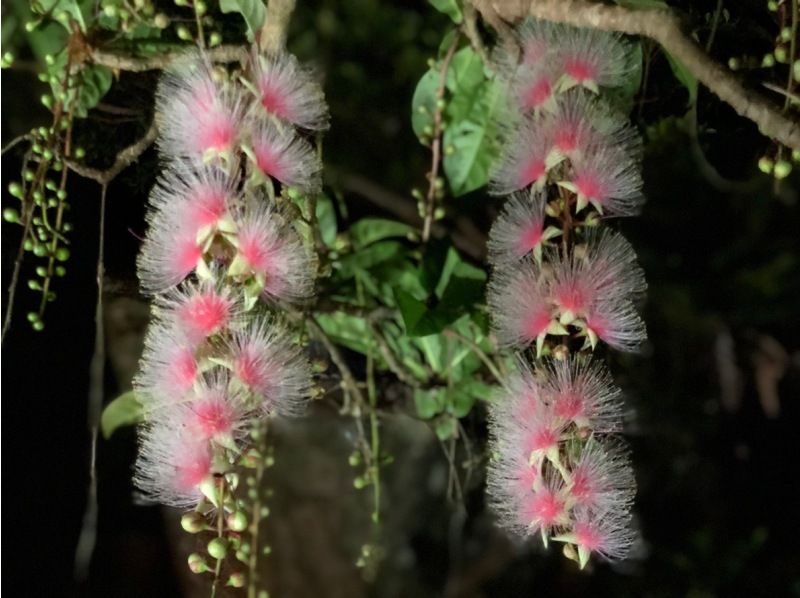 E [Okinawa, Ishigaki Island] April-July only ★ [Sunset, Fireflies, Hanging Flowers] Rare! Night tour Free photography and free pick-up!<SUN/NT>の紹介画像