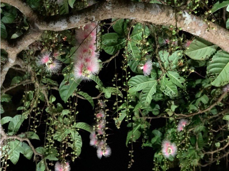 E [Okinawa, Ishigaki Island] April-July only ★ [Sunset, Fireflies, Hanging Flowers] Rare! Night tour Free photography and free pick-up!<SUN/NT>の紹介画像