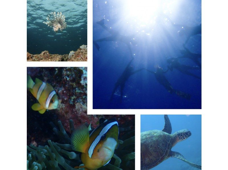 A fun ocean course for the whole family! 《Play in the ocean after you arrive! 》 Trial diving available! Post a review and get a free after-party drinkの紹介画像
