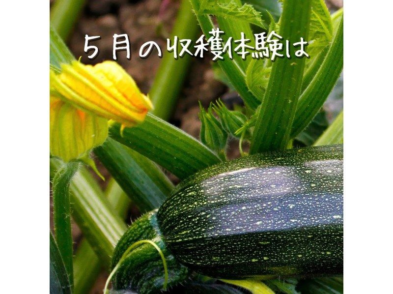 【千葉・九十九里】虫生の竈（ムショウノカマド）家族で楽しむ収穫＆田園食体験、世界一のおにぎり 。 お子様の食育に最適ですの紹介画像
