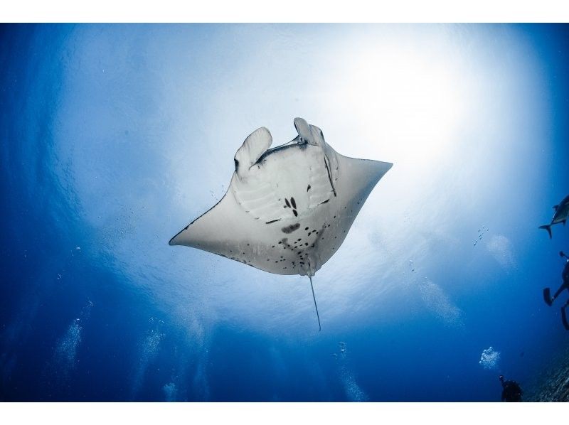 【那覇発！】慶良間諸島 ファンダイビング2ダイブ｜1名様の参加OK｜自社ボート｜器材レンタル無料｜初心者大歓迎｜安心ガイドの紹介画像