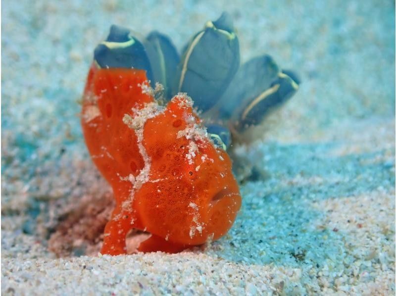 【那覇発！】慶良間諸島 ファンダイビング2ダイブ｜1名様の参加OK｜自社ボート｜器材レンタル無料｜初心者大歓迎｜安心ガイドの紹介画像