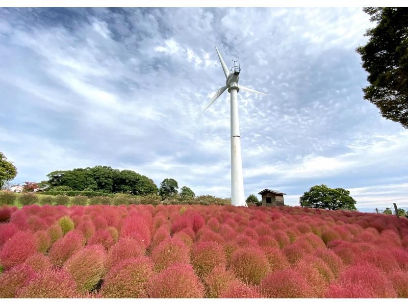 【福島県・いわき市】いわきあるき【いわき名物ガイド】とコキア色づくフラワーウォークの紹介画像