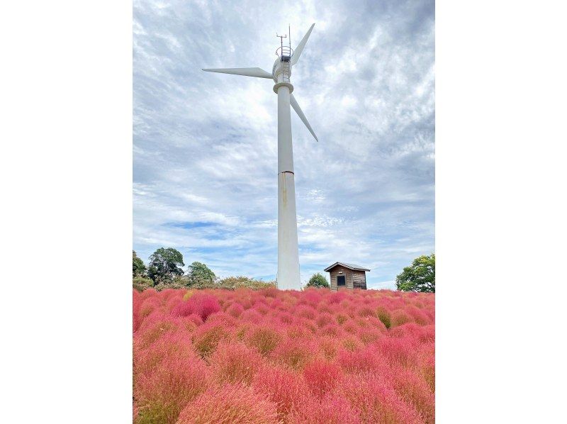 【福島県・いわき市】いわきあるき【いわき名物ガイド】とコキア色づくフラワーウォークの紹介画像