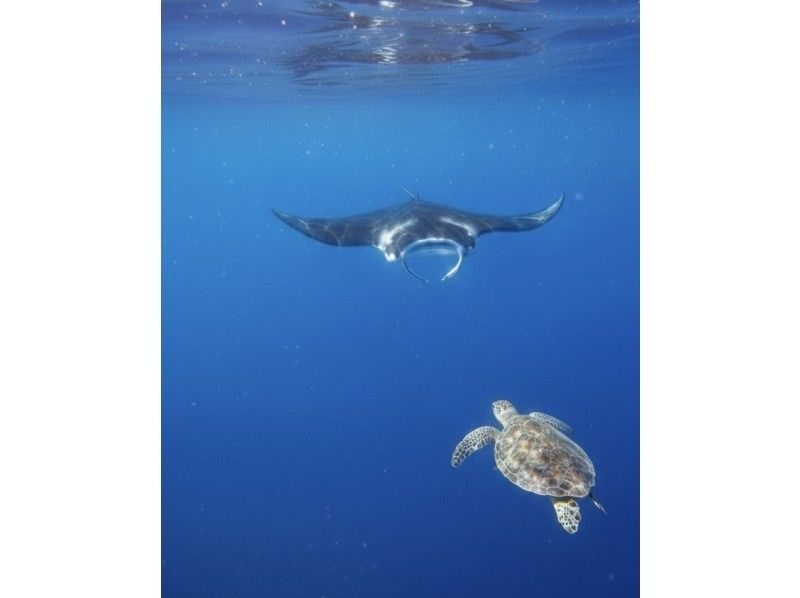 【スーパーSALE】マンタシュノーケリング★ドローン撮影・Gopro撮影無料★器材無料レンタル!の紹介画像