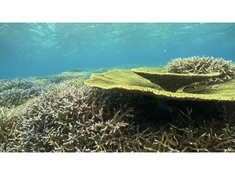 [Ishigaki Island • 8:30 AM • Boat] One-Day Snorkeling Tour from Ishigaki Island to Hatoma Island, Iriomote Island or Kuroshima Island, and Aragusuku Island (Panari) <Drone and GoPro Filming Included>の紹介画像