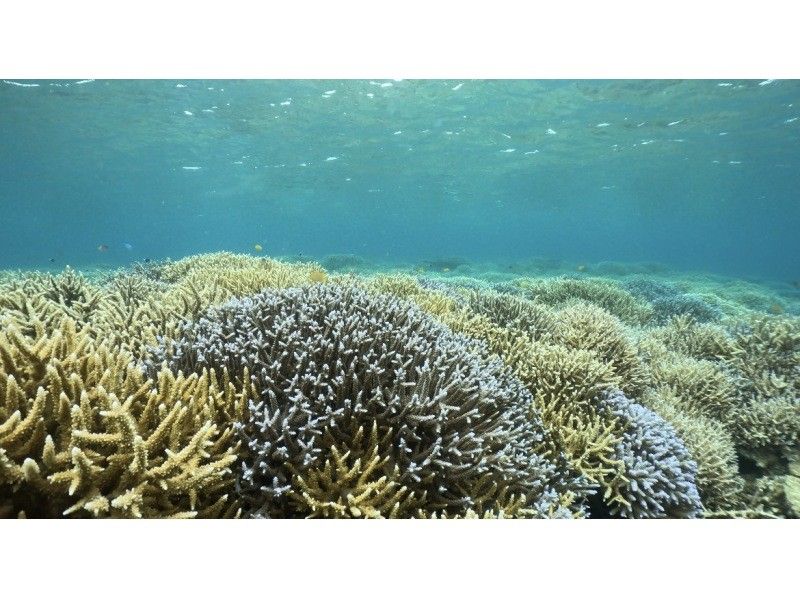 [Ishigaki Island • 8:30 AM • Boat] One-Day Snorkeling Tour from Ishigaki Island to Hatoma Island, Iriomote Island or Kuroshima Island, and Aragusuku Island (Panari) <Drone and GoPro Filming Included>の紹介画像