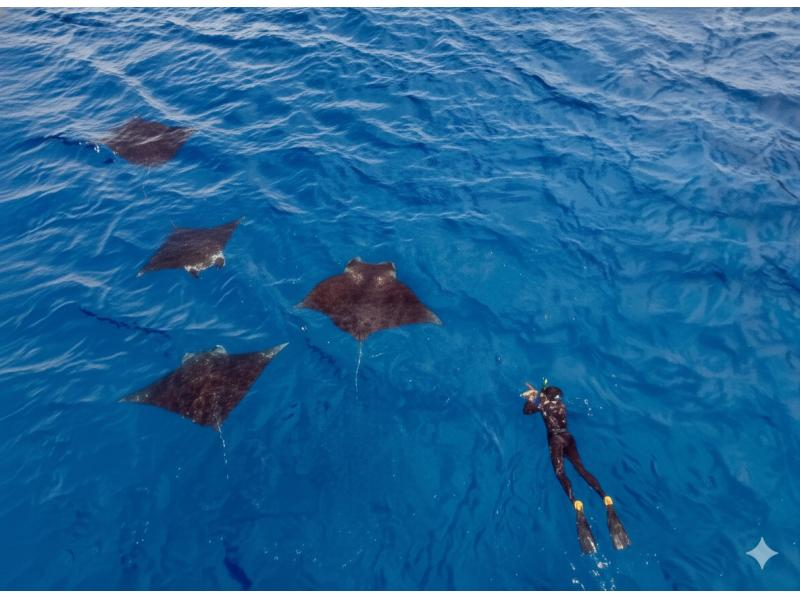 【スーパーSALE】マンタシュノーケリング★ドローン撮影・Gopro撮影無料★器材無料レンタル!の紹介画像