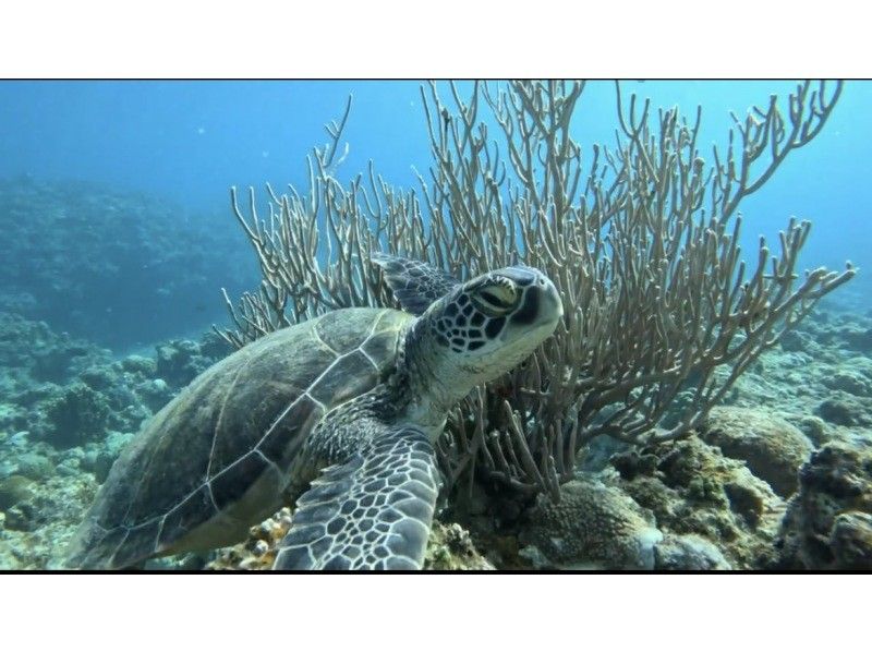 【スーパーSALE】マンタシュノーケリング★ドローン撮影・Gopro撮影無料★器材無料レンタル!の紹介画像