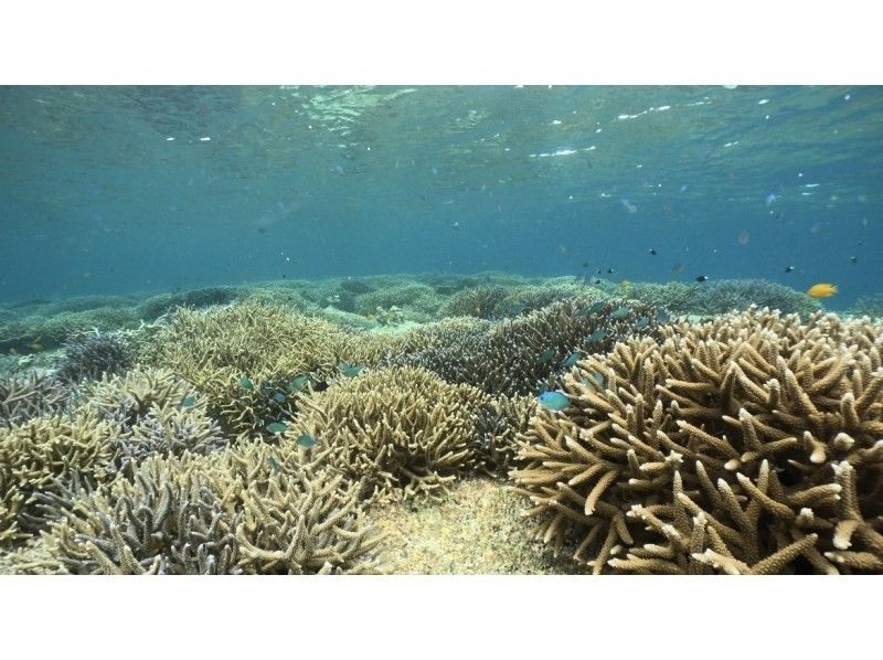 [Ishigaki Island • 8:30 AM • Boat] One-Day Snorkeling Tour from Ishigaki Island to Hatoma Island, Iriomote Island or Kuroshima Island, and Aragusuku Island (Panari) <Drone and GoPro Filming Included>の紹介画像