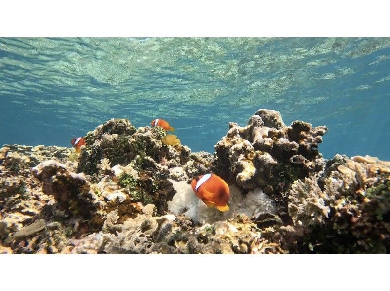 [Ishigaki Island • 8:30 AM • Boat] One-Day Snorkeling Tour from Ishigaki Island to Hatoma Island, Iriomote Island or Kuroshima Island, and Aragusuku Island (Panari) <Drone and GoPro Filming Included>の紹介画像