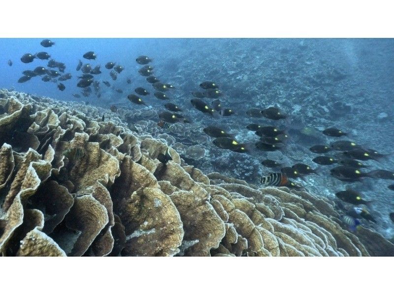 【石垣島•AM8:30•ボート】石垣島から行く鳩間島・西表島or黒島・新城島(パナリ)シュノーケル1日ツアー＜ドローン・GoPro撮影付き〉の紹介画像