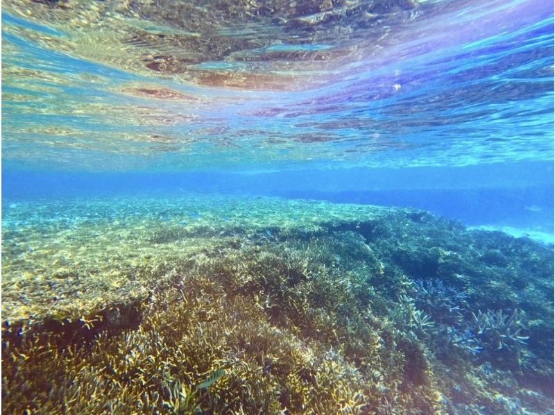 【宮古島】珊瑚礁&熱帯魚シュノーケル♪《12歳未満は子供料金‼︎当日予約OK‼︎体験90分》の紹介画像