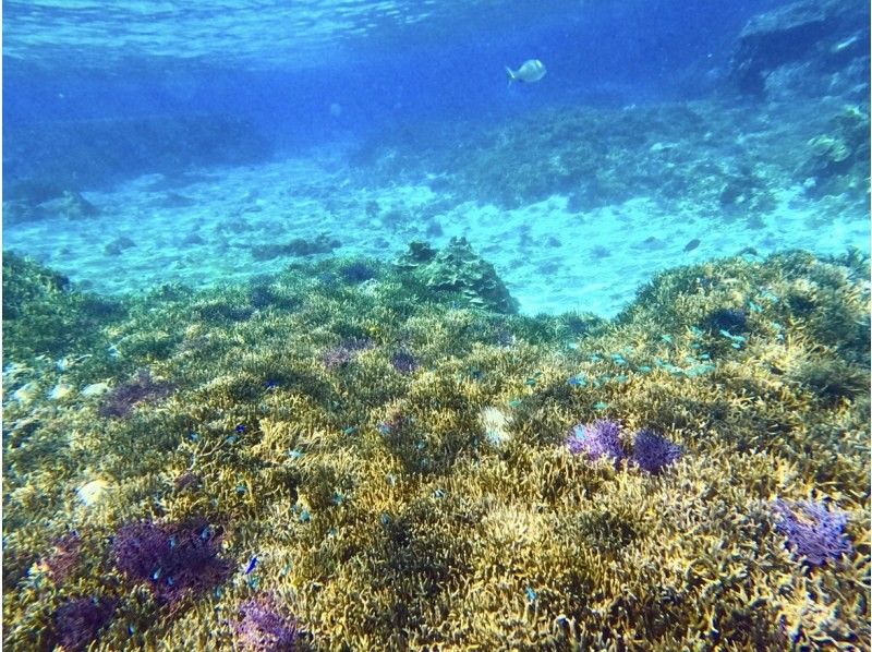 【宮古島】珊瑚礁&熱帯魚シュノーケル♪《12歳未満は子供料金‼︎当日予約OK‼︎体験90分》の紹介画像