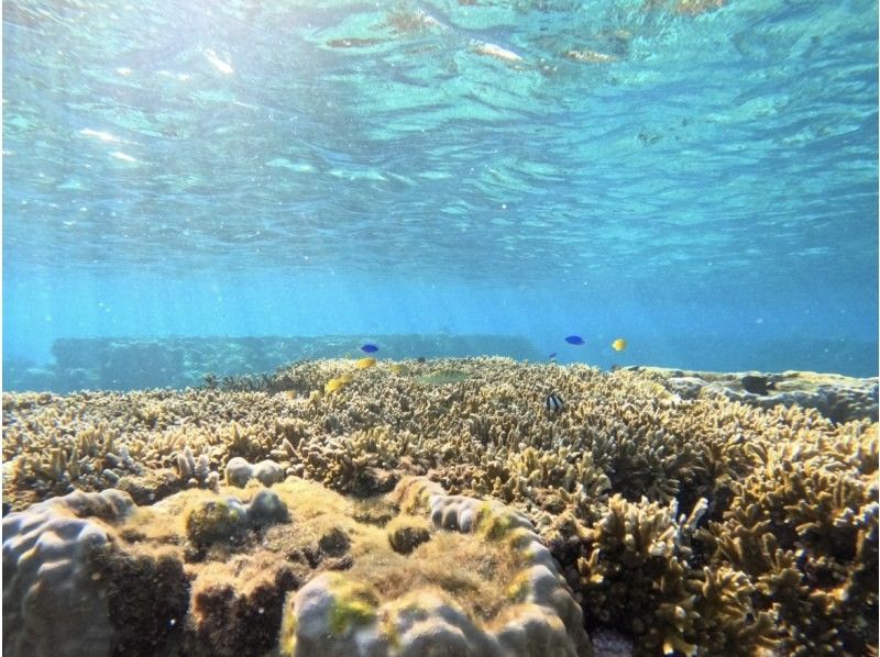 【宮古島】珊瑚礁&熱帯魚シュノーケル♪《12歳未満は子供料金‼︎当日予約OK‼︎体験90分》の紹介画像