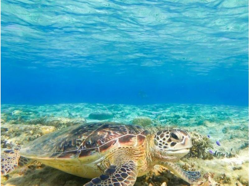 【恩納村発!! 大人気青の洞窟＆絶景シュノーケリングクルーズ】初心者大歓迎！追加料金無し!ドローン＆水中撮影無料★SUPや水上マットも無料♪の紹介画像