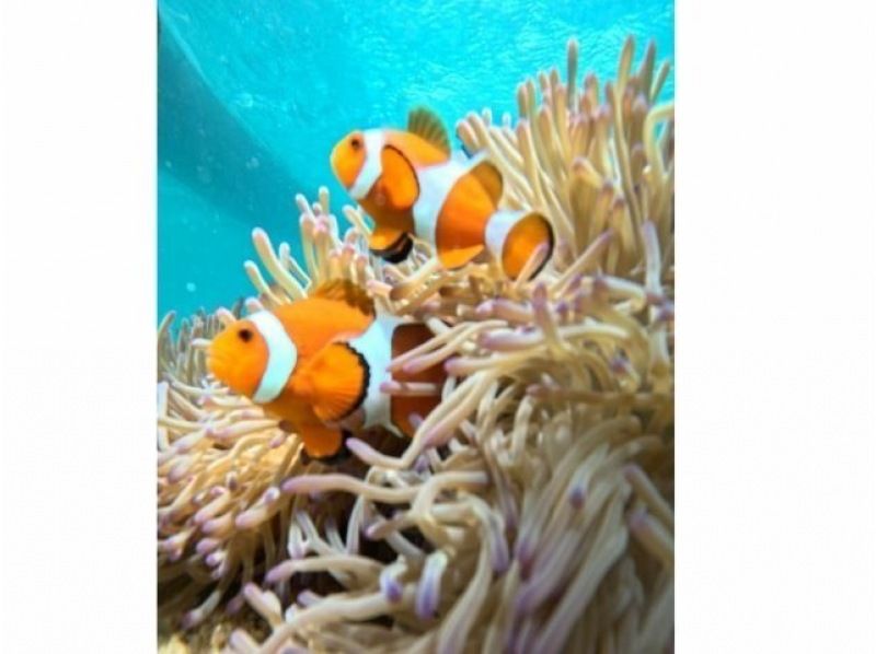 【恩納村発!! 大人気青の洞窟＆絶景シュノーケリングクルーズ】初心者大歓迎！追加料金無し!ドローン＆水中撮影無料★SUPや水上マットも無料♪の紹介画像