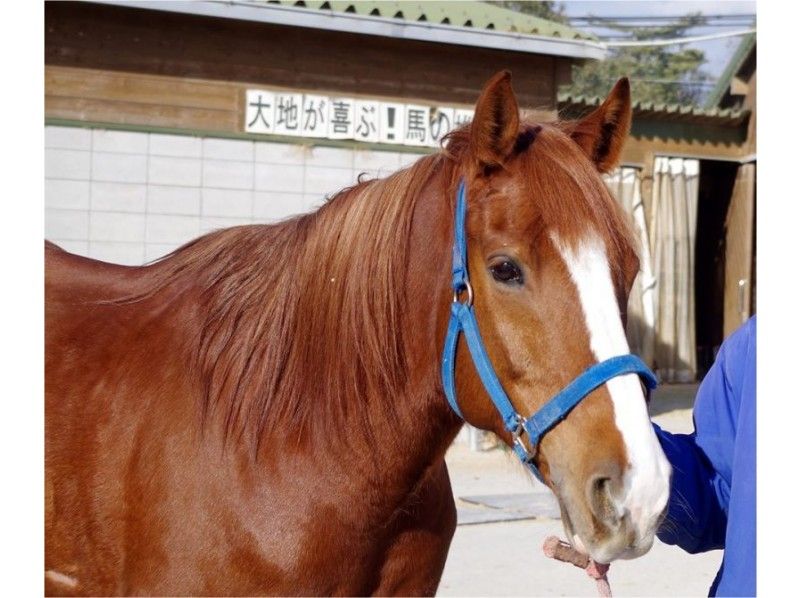 [Hyogo Akashi และภาคตะวันออก Harima] ประสบการณ์การขี่ม้า! สมาชิกหลักสูตรบทเรียนの紹介画像