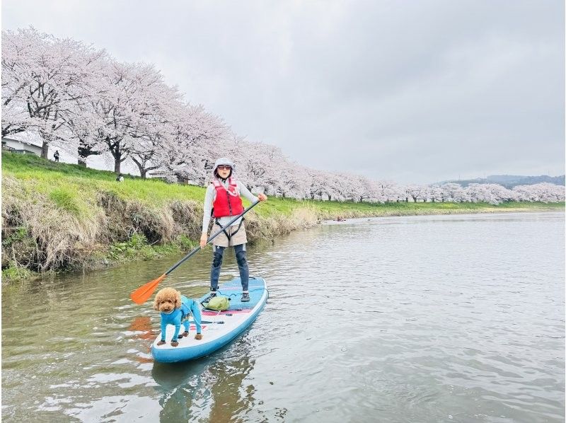 [宮城/仙台]空手山谷和瀑布觀賞狗SUP之旅免費照片禮物！の紹介画像