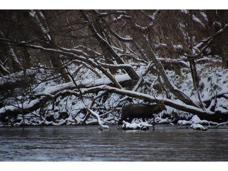 【北海道・千歳川・春夏秋冬カヌー】1組限定！自家焙煎コーヒータイムあり！ガイド同乗で安心♪日本トップレベルの清流・千歳川でカヌー！の紹介画像