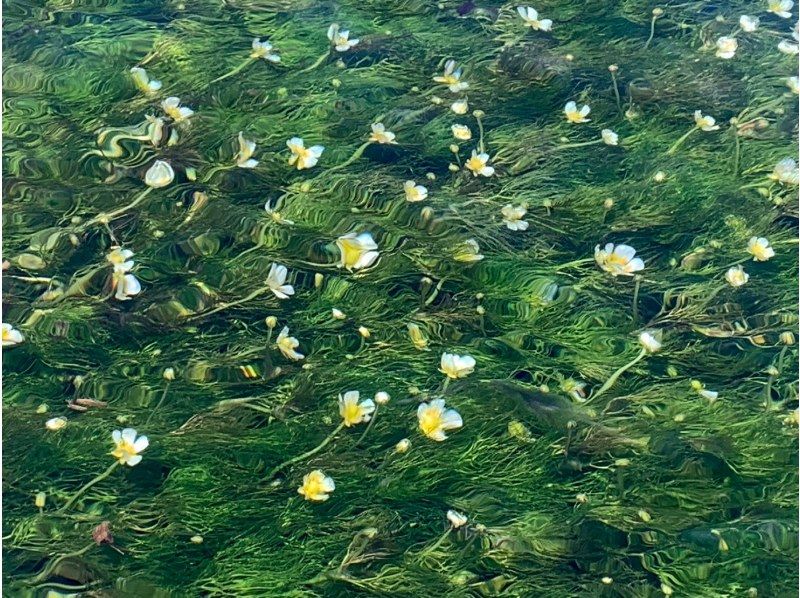 【北海道・千歳川・春夏秋冬カヌー】1組限定！自家焙煎コーヒータイムあり！ガイド同乗で安心♪日本トップレベルの清流・千歳川でカヌー！の紹介画像