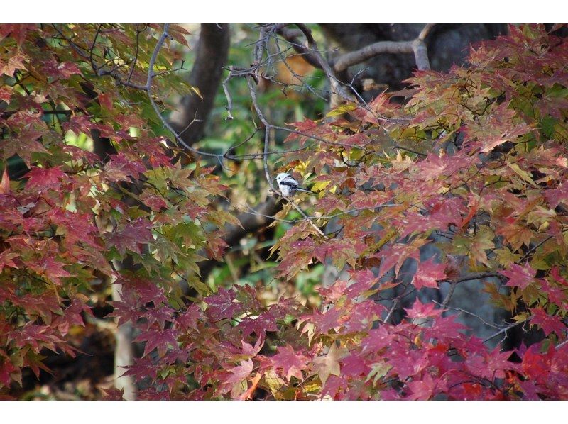 【北海道・千歳川・春夏秋冬カヌー】1組限定！自家焙煎コーヒータイムあり！ガイド同乗で安心♪日本トップレベルの清流・千歳川でカヌー！の紹介画像