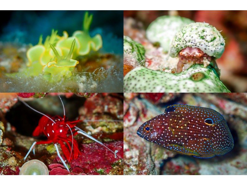 【沖縄・宮古島】宮古が誇る地形美や生物撮影を楽しもう！ファンダイビング（３ダイブ/ライセンス必須）の紹介画像