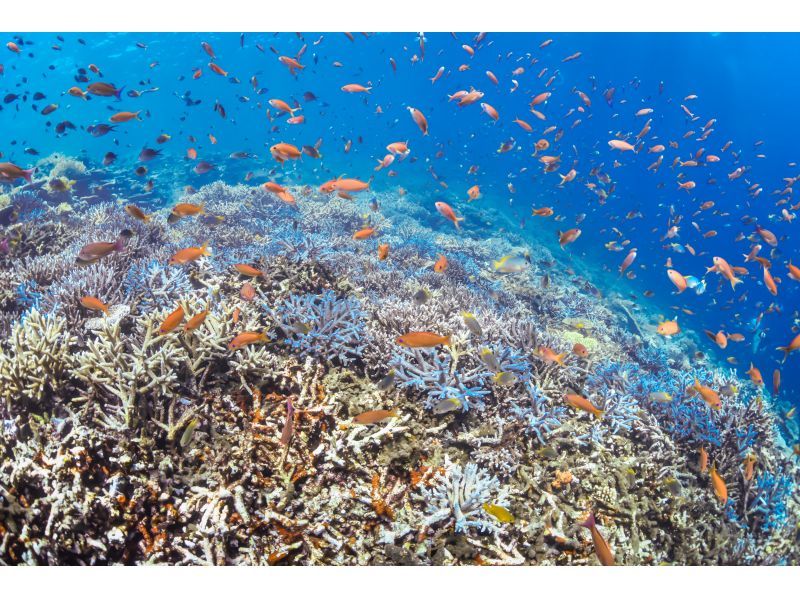 【沖縄・宮古島】★初回特典★フルレンタル器材無料！ファンダイビングツアー♪（３ダイブ/ライセンス必須）の紹介画像