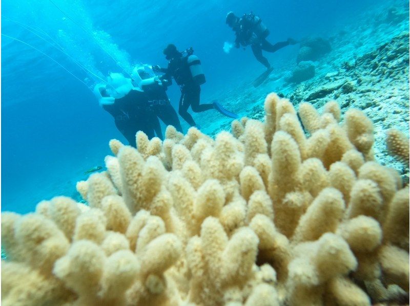 [Okinawa, Onna Village] "Underwater Walk Sea Walk & Parasail Set"の紹介画像